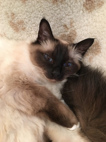 Fellow cat owners,  questions...