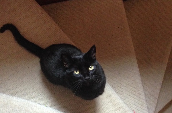 Ollie just chased off...