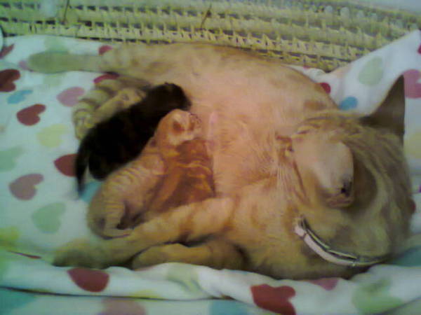 Kittens!