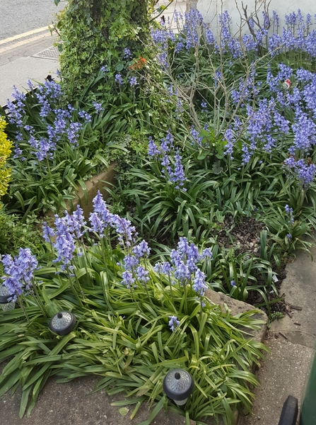 To ask "what variety are these flowers and where did they come from?"