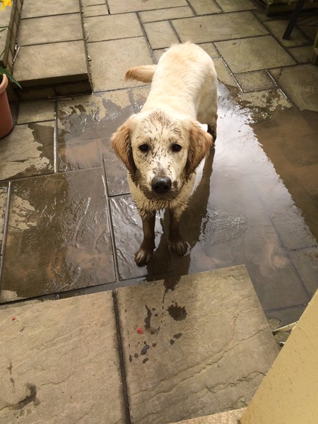 Ive had a golden retriever puppy 4 days....and changed my mind