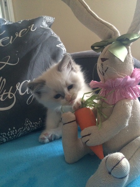 Name ideas for ragdoll kitten? (Boy)