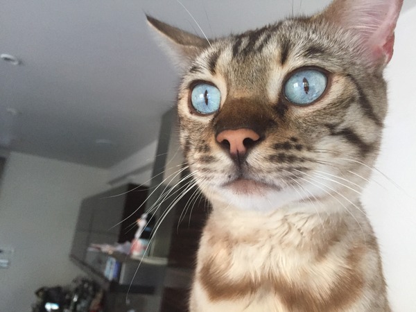 To just buy a bloody cat & stop overthinking!