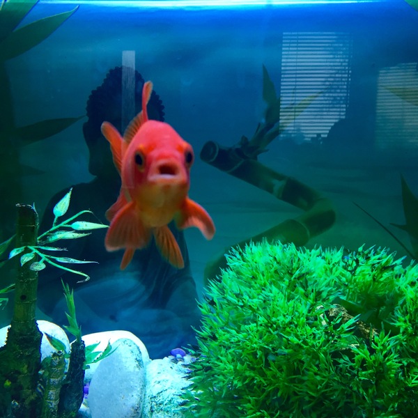 AIBU - Pets at Home Goldfish Fiasco