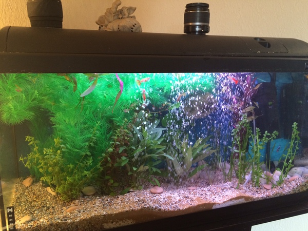 AIBU - Pets at Home Goldfish Fiasco