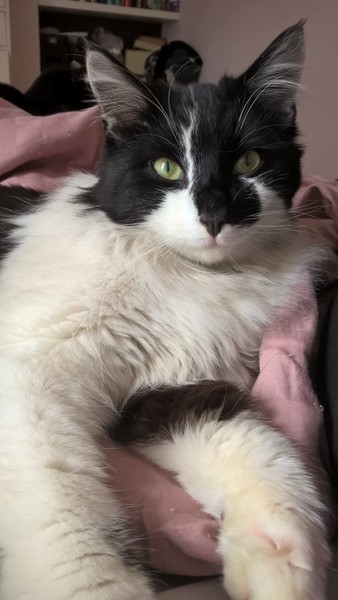 Found my missing cat by a fluke