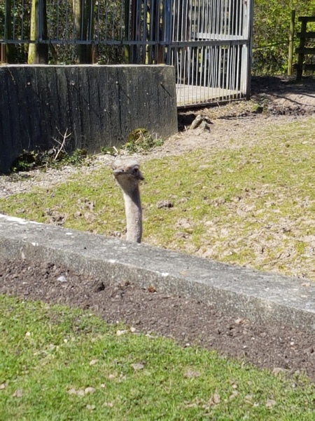 Zombie Continues Her Shuffle Into Spring