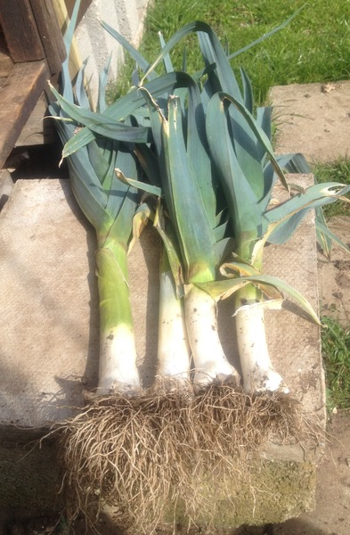 Allotment/Veg Patch Thread 5 - The Diggers Rest !