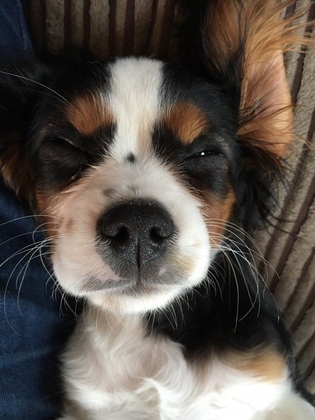 You have to save my dog immediately (lighthearted)