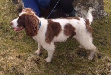 Lost dog Kingston - have I done everything I can?