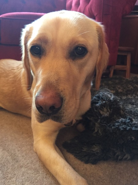 Guide Dogs and other assistance/service dogs