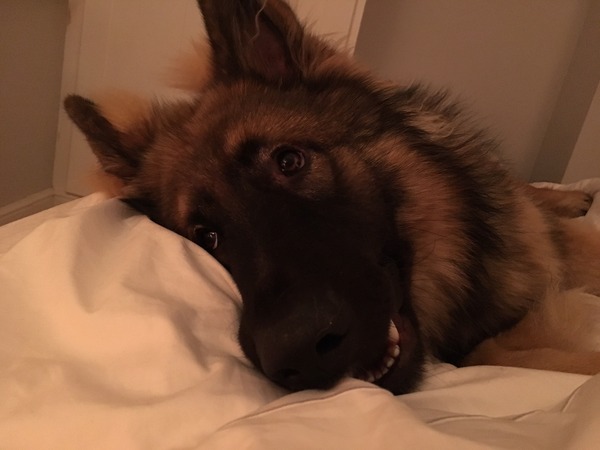 anyone else got a massive puppy that is just a dick head?