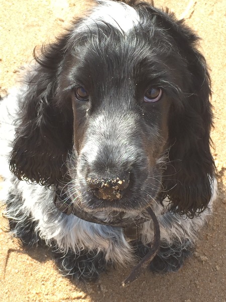 Total beginner in dog ownership: advice please
