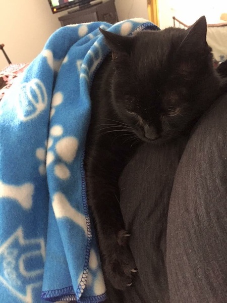 Ollie update