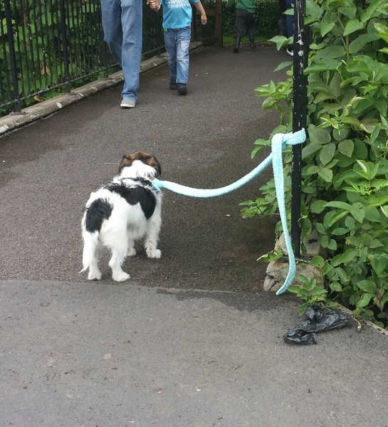 To think that shops and pubs are no place for dogs?