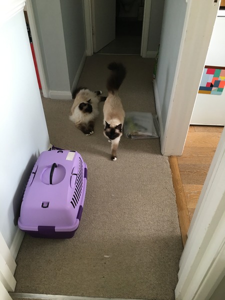 Fellow cat owners,  questions...