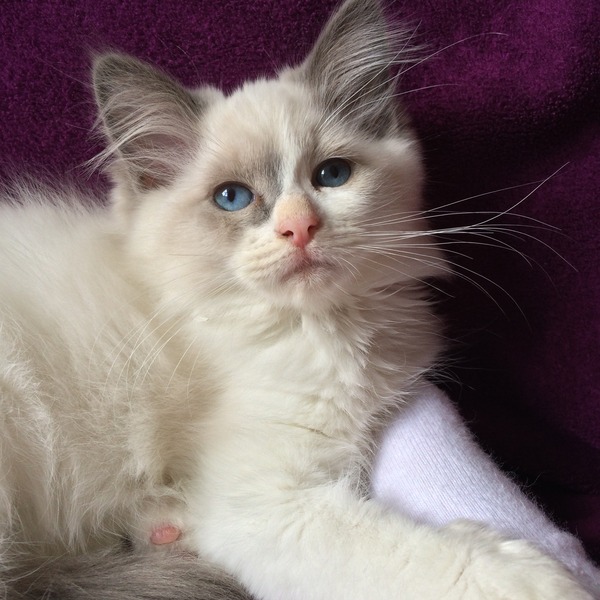 We brought our new kitten home on Tuesday - I'm so annoyed with the breeder