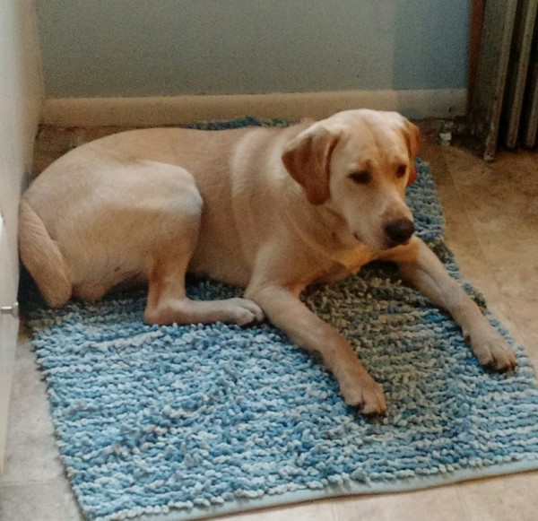 anyone else got a massive puppy that is just a dick head?