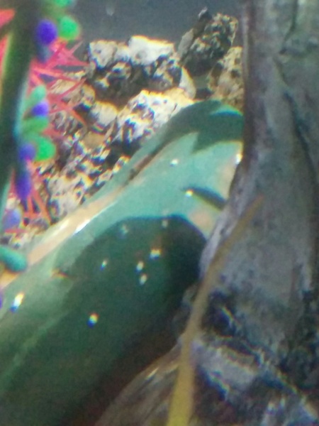 Are these snail eggs?