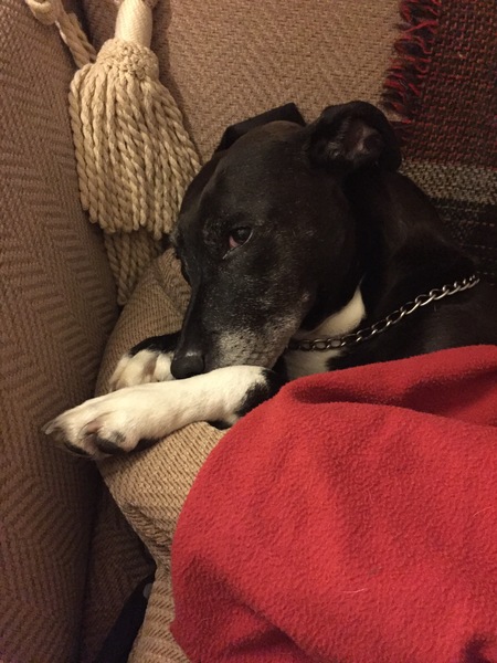 Show us your dogs?