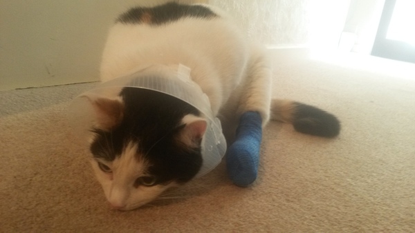 Keeping a hurt cat happy