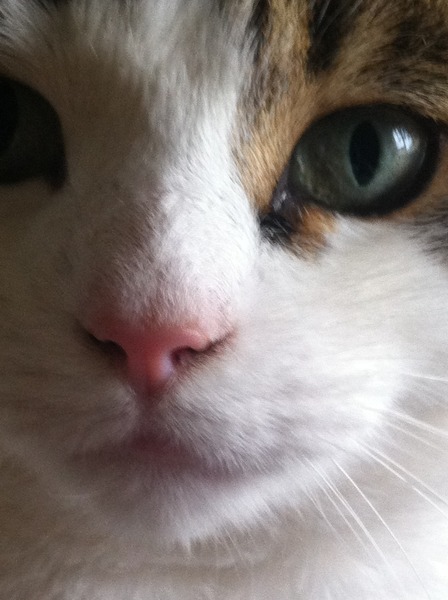 Making cat owners responsible