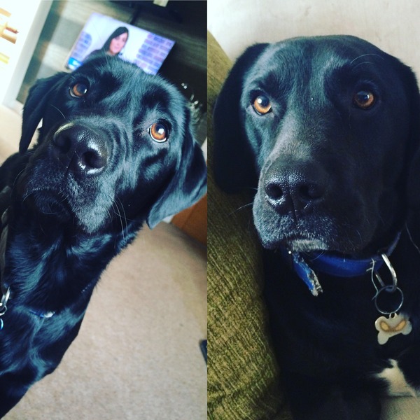 Lab owners