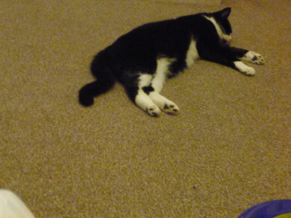 Is my cat overweight?