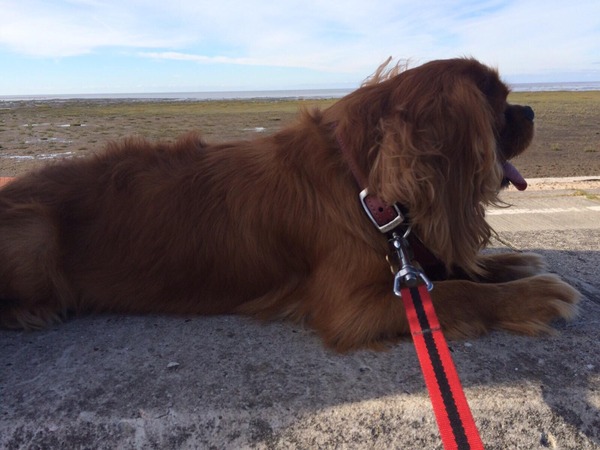 Show us your dogs?