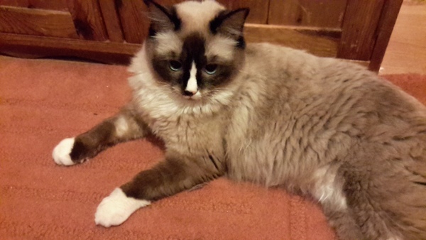 Name ideas for ragdoll kitten? (Boy)