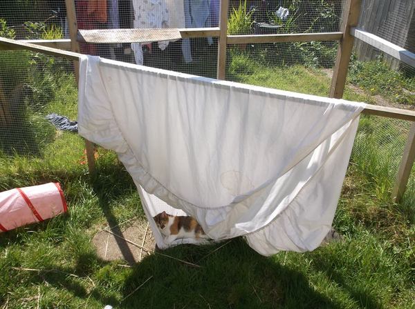 run or cat fence recommendations to keep cat safe in garden