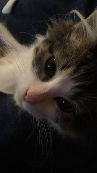 rescue kitten - look at my beauty!