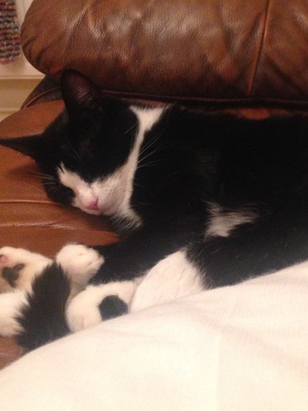 Anyone regretted having a cat?