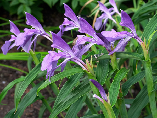 Shady characters - a permanent home for shade garden suggestions!