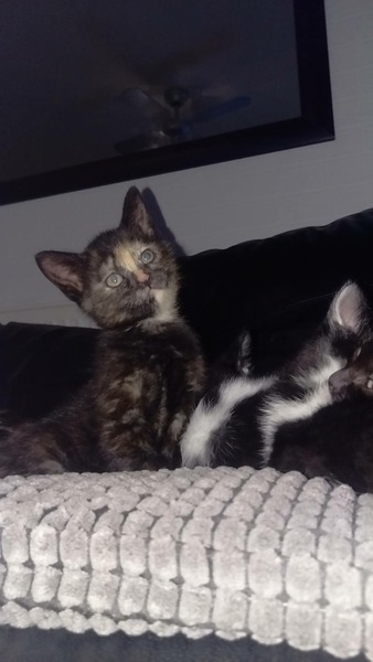 New kitten questions