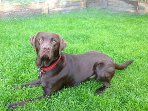 Find out what Mumsnetters thought of the Pedigree® Dog Food Range. £300 voucher prize draw for testers’ feedback. NOW CLOSED