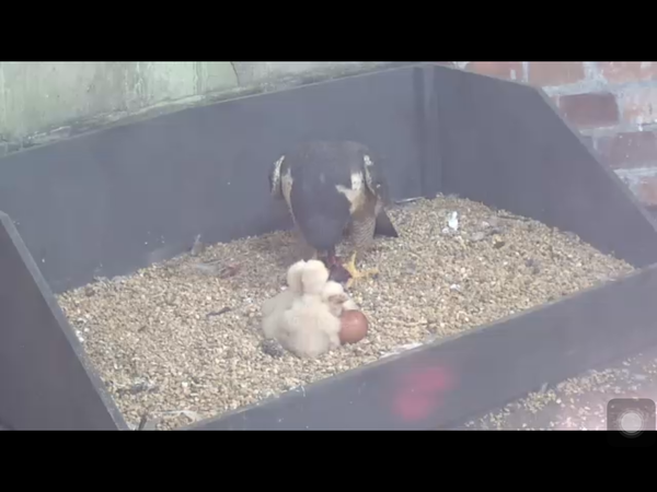 Had a lovely 30 minutes watching the birds in the front garden