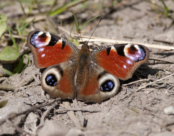Had a lovely 30 minutes watching the birds in the front garden