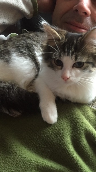 rescue kitten - look at my beauty!