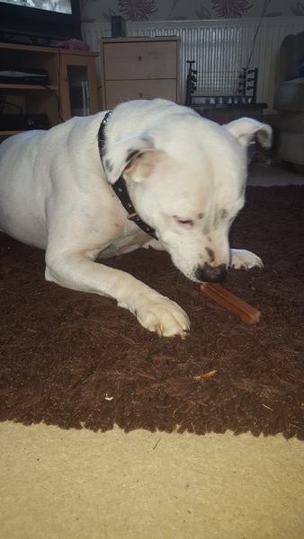 Find out what Mumsnetters thought of the Pedigree® Dog Food Range. £300 voucher prize draw for testers’ feedback. NOW CLOSED