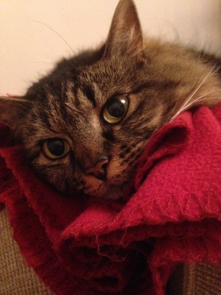 Anyone regretted having a cat?