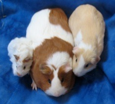 Guinea-Pigs- I was having a Google search (like you do).....