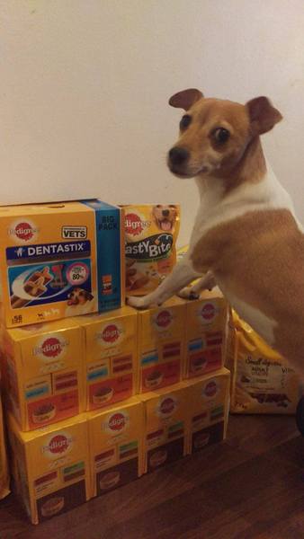 Find out what Mumsnetters thought of the Pedigree® Dog Food Range. £300 voucher prize draw for testers’ feedback. NOW CLOSED