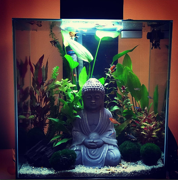 AIBU - Pets at Home Goldfish Fiasco