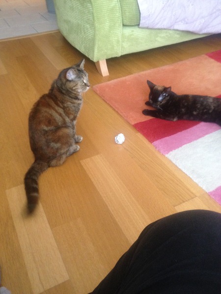 Fellow cat owners,  questions...