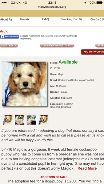 Cavapoo vs Cavachon
