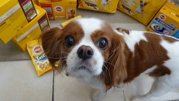 Find out what Mumsnetters thought of the Pedigree® Dog Food Range. £300 voucher prize draw for testers’ feedback. NOW CLOSED