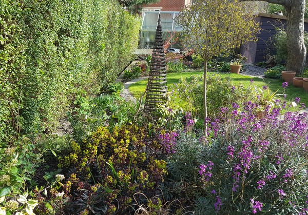 Planting bulbs in lawn