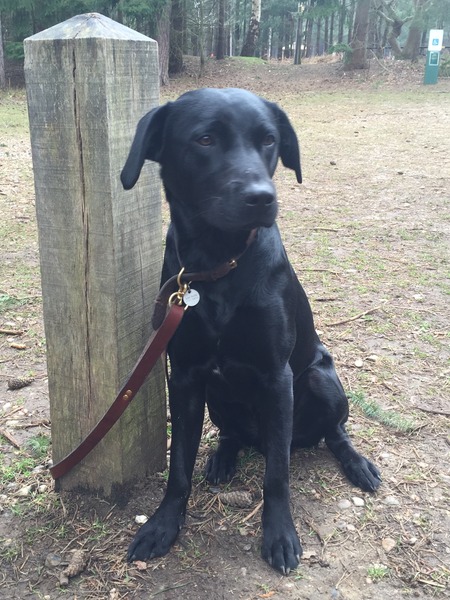 Show us your dogs?