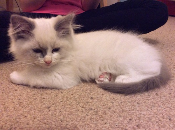 We brought our new kitten home on Tuesday - I'm so annoyed with the breeder